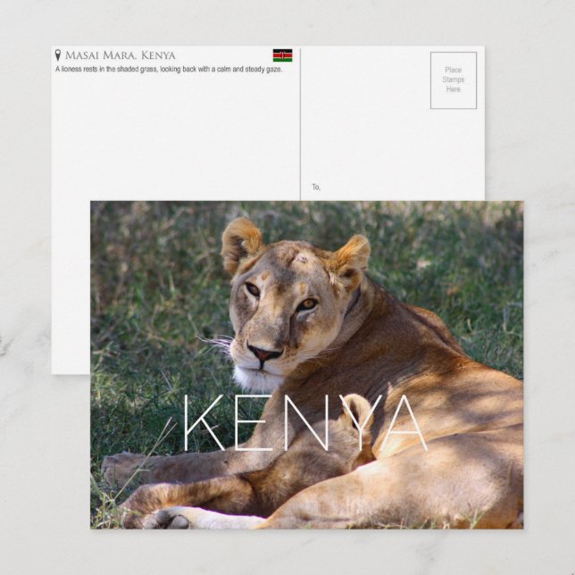Lionne dans le Masai Mara, Kenya Carte postale de  (Devant / Derrière)