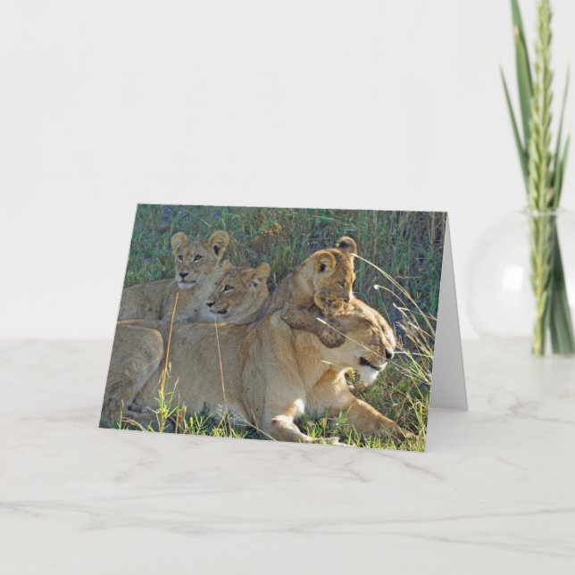 LIONNEUR AVEC TROIS CUBS carte de voeux (Devant)