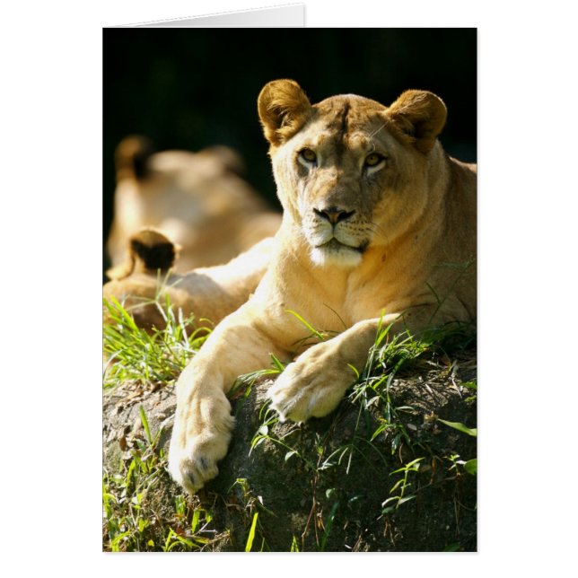 Lions (Devant)