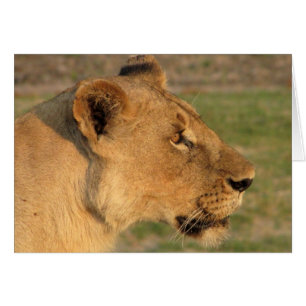 Lions Club, lionne intense (Katavi, la Tanzanie)