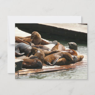 Lions de mer au soleil à San Francisco