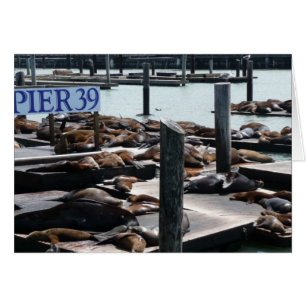 Lions de mer du quai 39