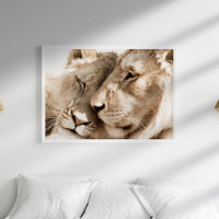 Lions Love Safari Animaux Photographie Poster
