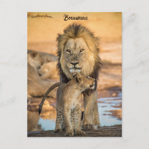 Lions père et fils au Botswana Carte postale