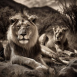 Lion's Rest - Puzzle noir et blanc<br><div class="desc">Inspiré par le photographe de renom Ansel Adams, ce spectaculaire morceau d'art noir et blanc représente un moment rare où un lion mâle adulte et sa lionne royale reposent sur une colline, observant leur royaume. C'est un puzzle noir et blanc stimulant et gratifiant qui va sûrement tester vos compétences! Avec...</div>
