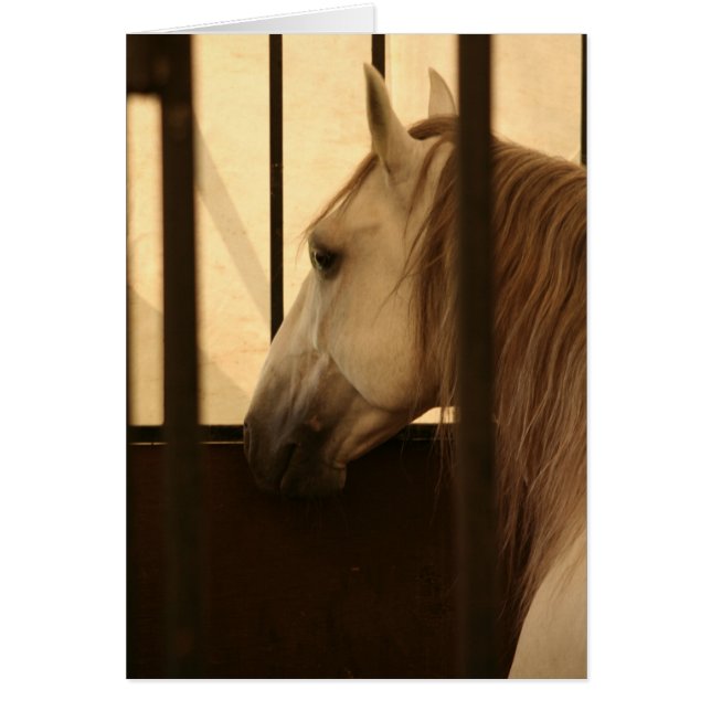 Lipizzan après l'exposition (Devant)