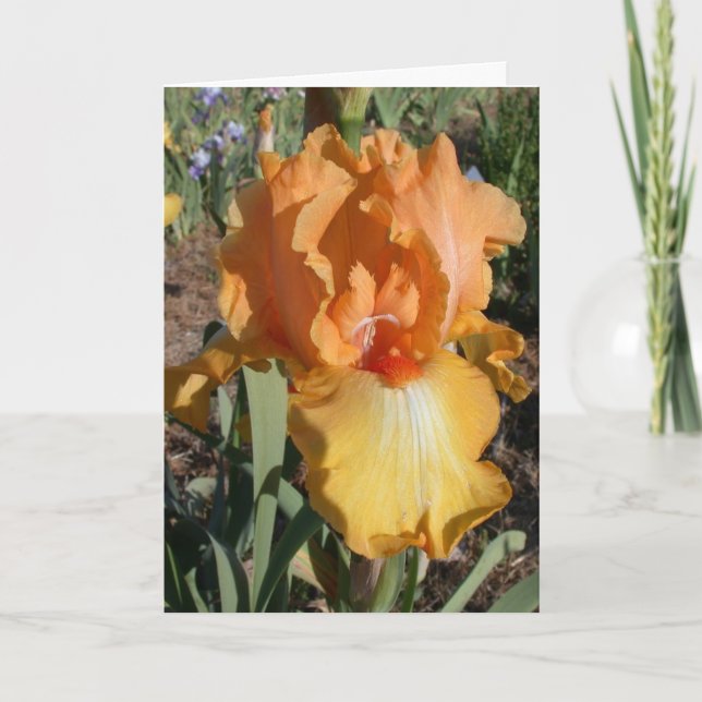 L'iris obtiennent la carte bonne (Devant)