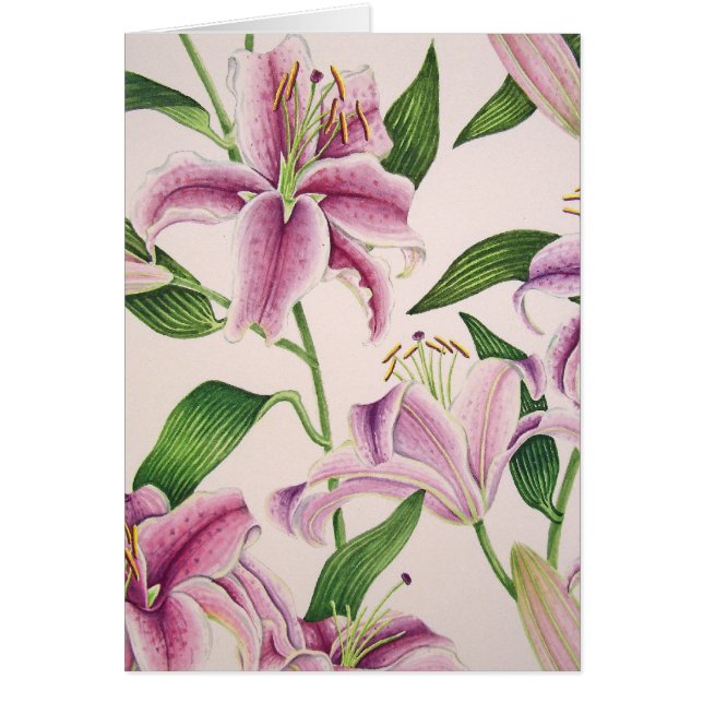 Lis d'astronome (Devant)