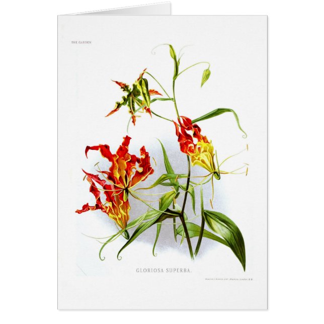 Lis de flamme (superba de Gloriosa) (Devant)