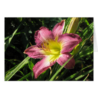 Lis de jardin