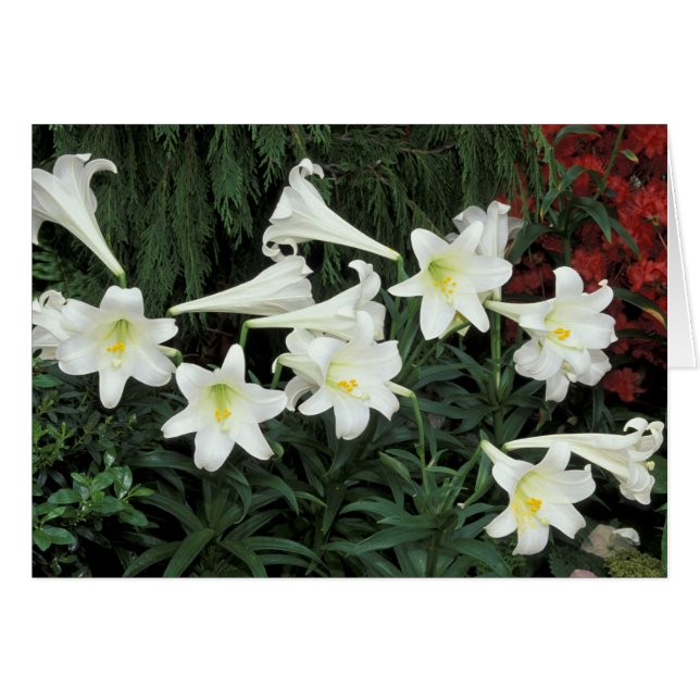 Lis de Pâques (Lilium regale) (Devant horizontal)