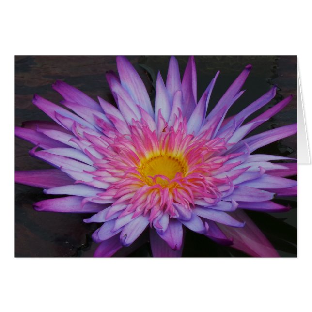 Lis d'étang pourpre Frameable toute la carte 7x5 (Devant horizontal)