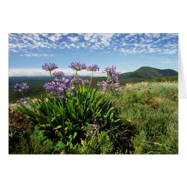 Lisianthus d'Afrique (Agapanthus praecox), Mossel  (Devant horizontal)