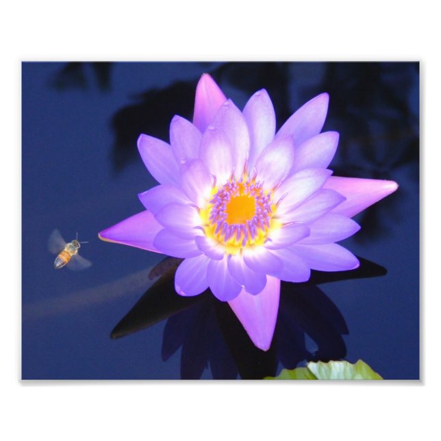 Lit d'eau avec abeille 10" x 8" Imprimer photo (Devant)