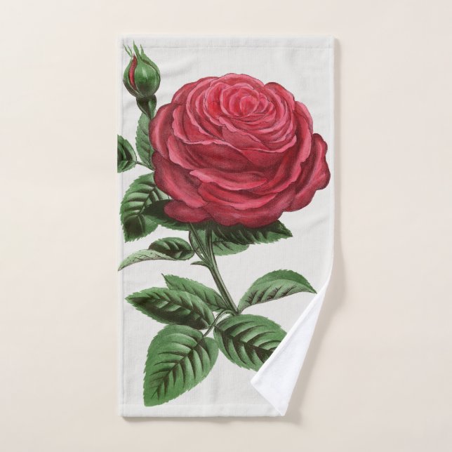 Lithographie de rose antique, François-Frédéric Gr (Serviette à main)