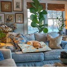 Lits Mignons pour Chiens - Intérieur ou Extérieur