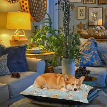 Lits Mignons pour Chiens - Intérieur ou Extérieur