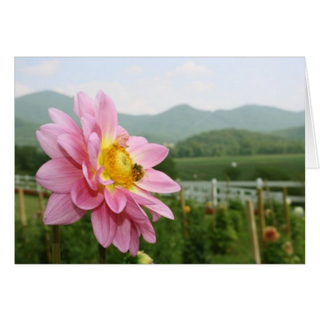 Little Bee Big World (Devant Horizontal)