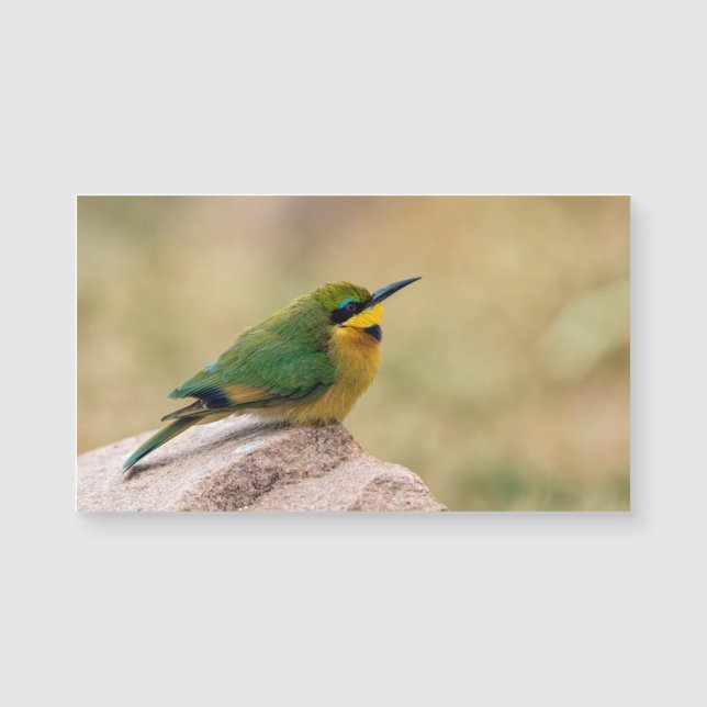 Little Bee-Eater (Devant)