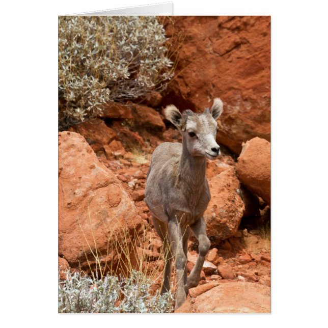 Little Big Horn (Devant)