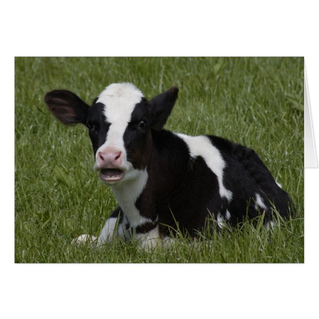 Little Calf (Devant horizontal)