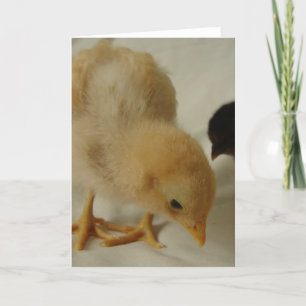 Little Chick toutes les occasions carte de voeux