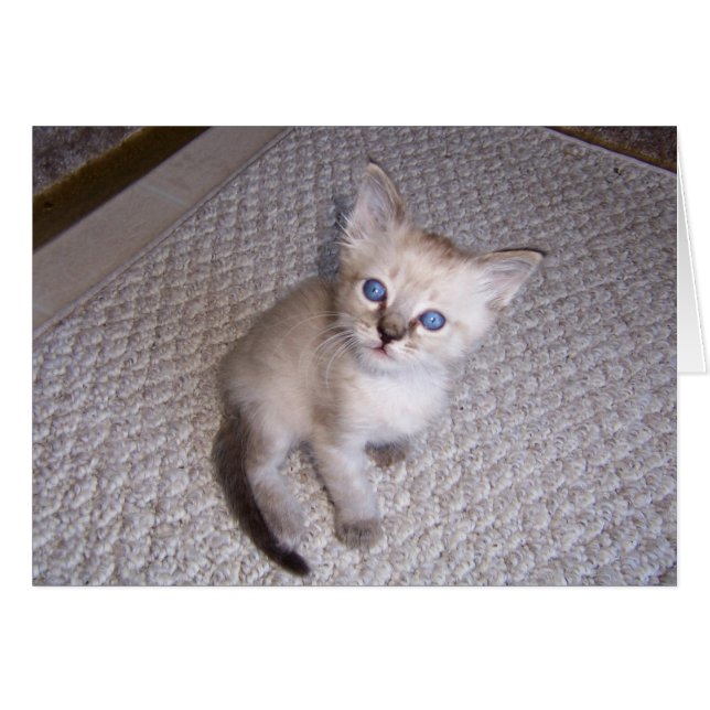 Little Louie Kitten Chat (Devant horizontal)