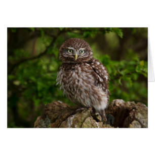 Little Owl