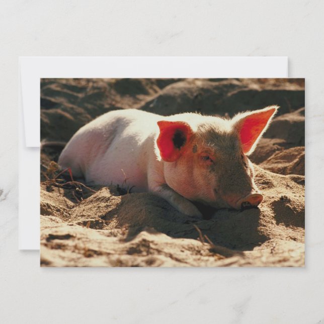 Little Piggy (Devant)