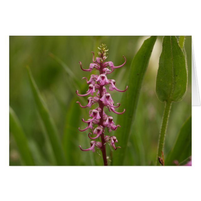 Little Red Elephants.Colorado 05 (Devant horizontal)