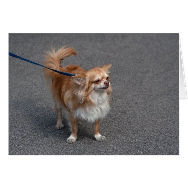 Little Redhead (Devant horizontal)