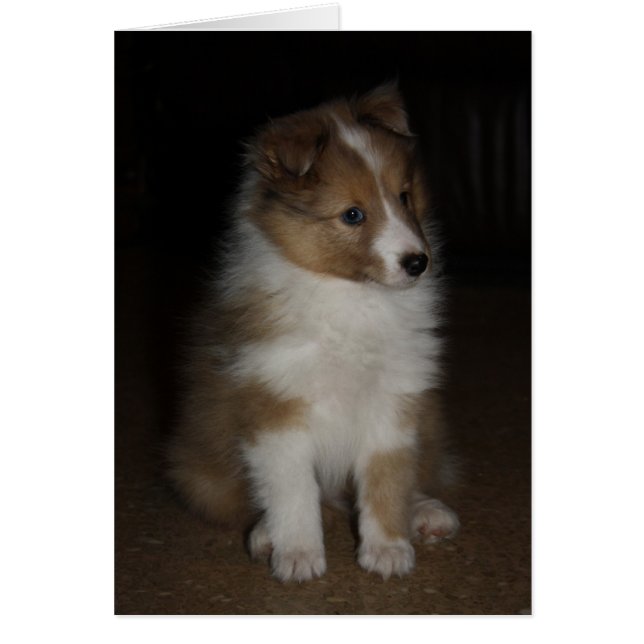 "Little Sarge" Shetland Sheepdog Puppy (Devant)