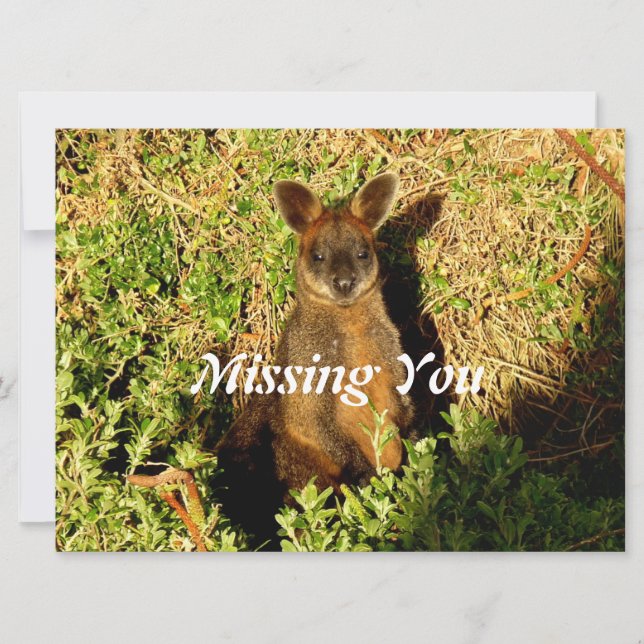 Little Wallaby (Devant)