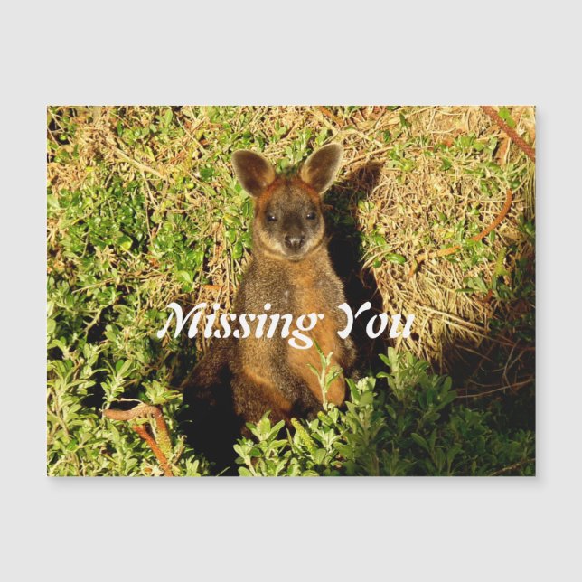 Little Wallaby (Devant)