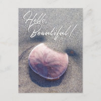 Live Sand Dollar Photo Bonjour belle carte postale