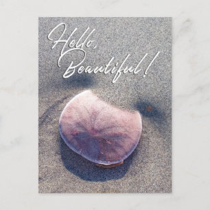 Live Sand Dollar Photo Bonjour belle carte postale