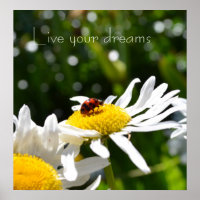 Live your Dreams Ladybug and Daisy Poster