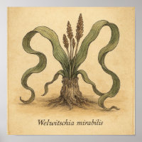 Living Fossil Beauty - Desert Botanic Poster Art