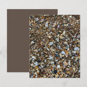 Livre blanc Brown Coquina Sea Shell Beach