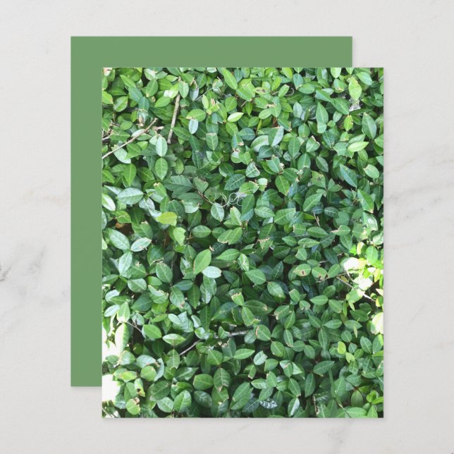 Livre blanc sur les Feuilles de jasmin vert (Devant / Derrière)