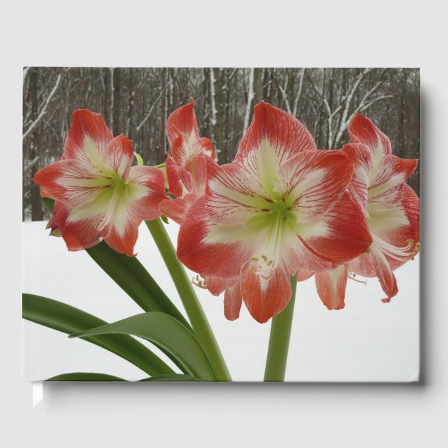 Livre D'or Amaryllis en Fête Rouge Neige Hiver Floral (Recto)