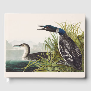 Livre D'or Art Nature Oiseau Plongeon Huard Audubon Vintage