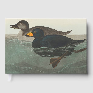 Livre D'or Canard router américain Audubon