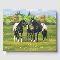 Chevaux Appaloosa Noir Dans Les Pâturages D'Été