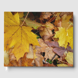 Livre D'or Feuilles de Érable Tombées Jaune Automne Nature