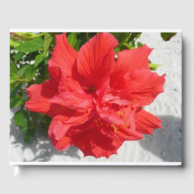 Livre D'or Fleur double hibiscus rouge (Recto)
