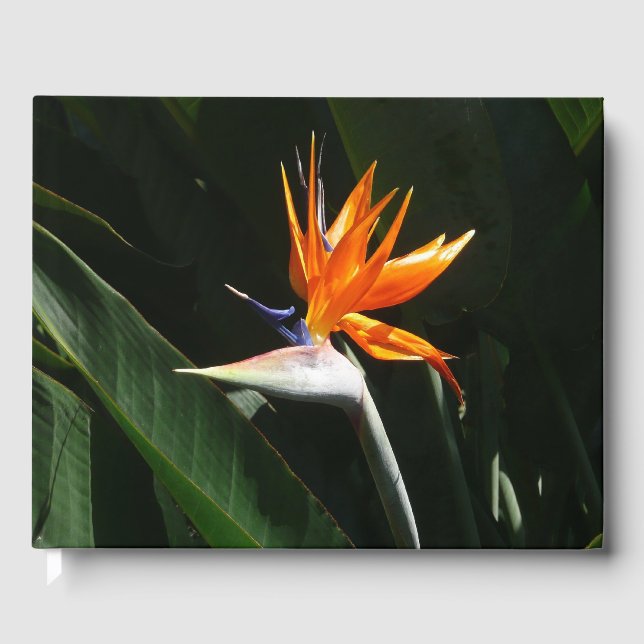 Livre D'or Flower tropical orange paradise (Recto)