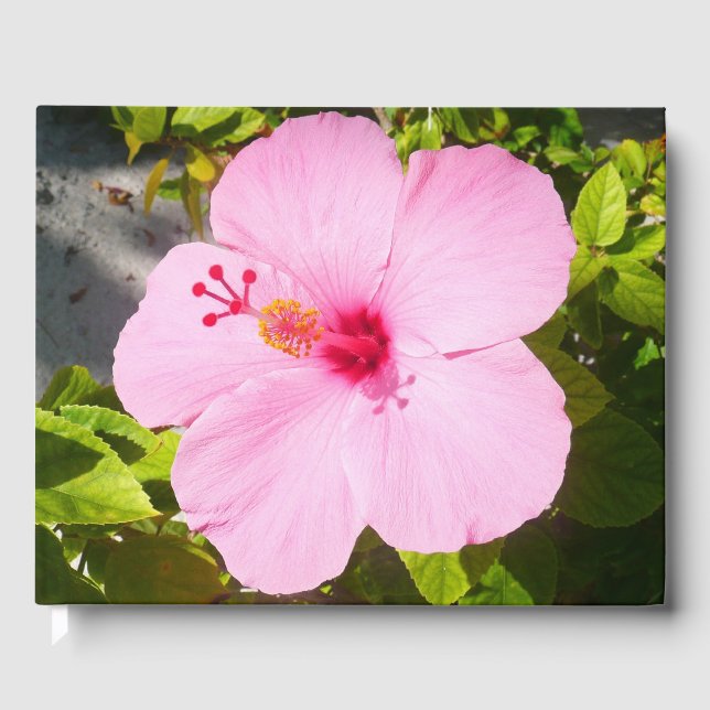 Livre D'or Hibiscus rose Fleur tropicale (Recto)