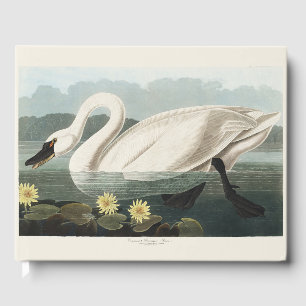 Livre D'or Illustration vintage d'Audubon Cygne blanc Nénupha