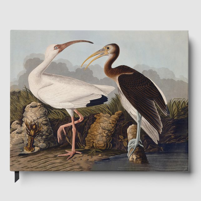 Livre D'or John James Audubon White Ibis Bird Print Classic (Recto)